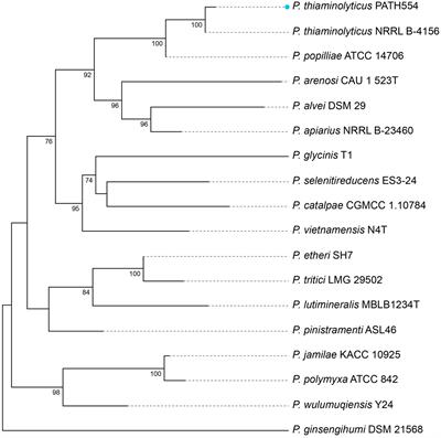 Identification and characterization of a novel aminoglycoside O-nucleotidyltransferase ANT(6)-If from Paenibacillus thiaminolyticus PATH554